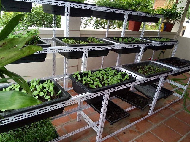 Kệ trồng rau sạch tại nhà